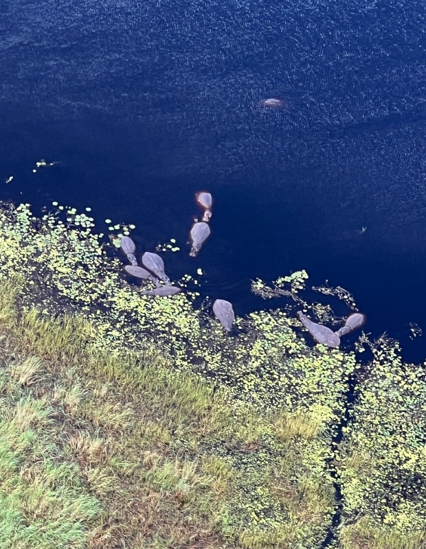 Hippos Aerial View
